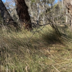 Carex tereticaulis at Majura, ACT - 16 Sep 2023 02:59 PM