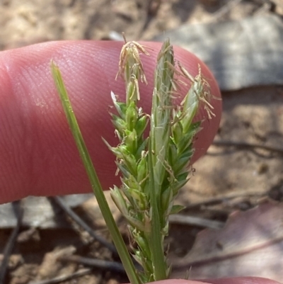 Carex breviculmis (Short-Stem Sedge) at Mount Majura - 16 Sep 2023 by Tapirlord