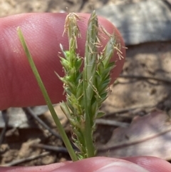 Carex breviculmis at Majura, ACT - 16 Sep 2023 02:18 PM