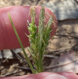 Carex breviculmis at Majura, ACT - 16 Sep 2023