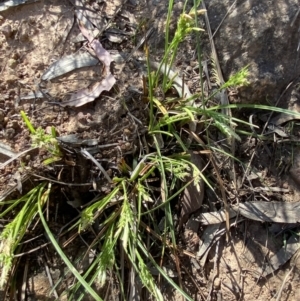 Carex breviculmis at Majura, ACT - 16 Sep 2023