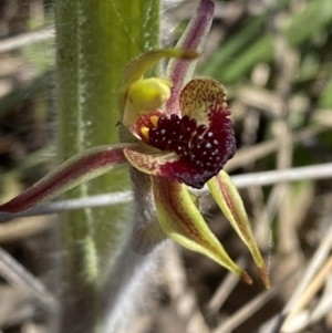 Caladenia actensis at suppressed - suppressed