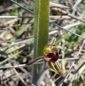 Caladenia actensis at suppressed - suppressed