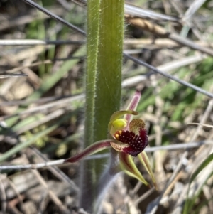 Caladenia actensis at suppressed - 16 Sep 2023