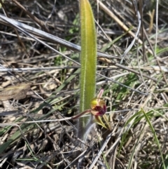 Caladenia actensis at suppressed - suppressed