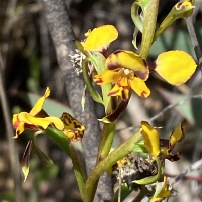 Diuris pardina (Leopard Doubletail) at Mount Majura - 16 Sep 2023 by Tapirlord