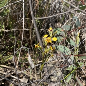 Diuris pardina at Majura, ACT - 16 Sep 2023