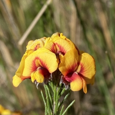 Dillwynia sp. Yetholme (P.C.Jobson 5080) NSW Herbarium at Hackett, ACT - 16 Sep 2023 by Tapirlord