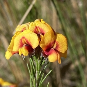 Dillwynia sp. Yetholme (P.C.Jobson 5080) NSW Herbarium at Hackett, ACT - 16 Sep 2023