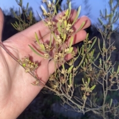 Dodonaea viscosa subsp. angustissima at Stromlo, ACT - 13 Sep 2023 06:09 PM