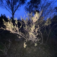 Dodonaea viscosa subsp. angustissima at Stromlo, ACT - 13 Sep 2023 06:09 PM