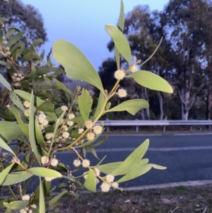 Acacia melanoxylon at Stromlo, ACT - 13 Sep 2023 06:05 PM