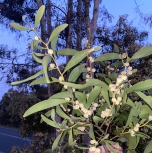 Acacia melanoxylon at Stromlo, ACT - 13 Sep 2023 06:05 PM