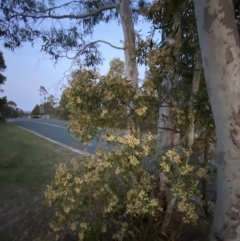 Acacia melanoxylon at Stromlo, ACT - 13 Sep 2023