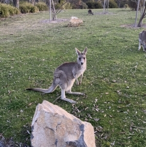 Macropus giganteus at Stromlo, ACT - 13 Sep 2023