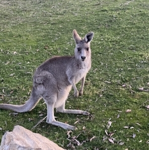 Macropus giganteus at Stromlo, ACT - 13 Sep 2023