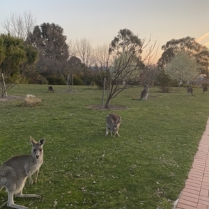 Macropus giganteus at Stromlo, ACT - 13 Sep 2023