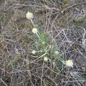 Leucochrysum albicans subsp. tricolor at Stromlo, ACT - 13 Sep 2023