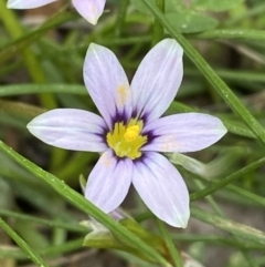 Romulea minutiflora (Small-flowered Onion Grass) at Garran, ACT - 13 Sep 2023 by Tapirlord