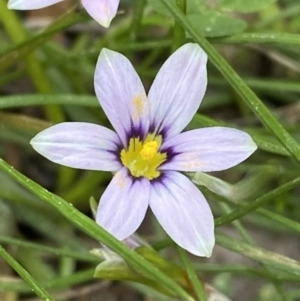 Romulea minutiflora at Garran, ACT - 13 Sep 2023