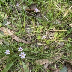 Romulea minutiflora at Garran, ACT - 13 Sep 2023