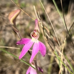 Caladenia carnea at Hall, ACT - suppressed