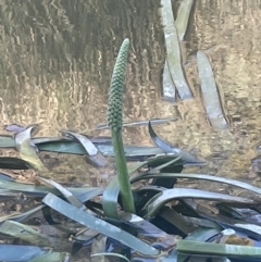 Cycnogeton procerum (Nareli, Swamp Arrowgrass) at Tarago, NSW - 17 Sep 2023 by JaneR