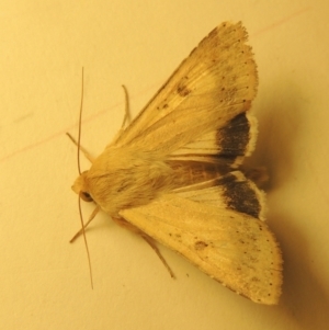 Helicoverpa punctigera at Conder, ACT - 11 Sep 2023