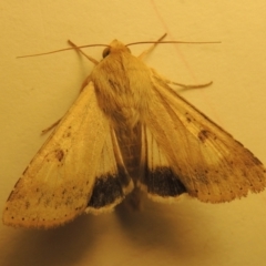 Helicoverpa punctigera at Conder, ACT - 11 Sep 2023