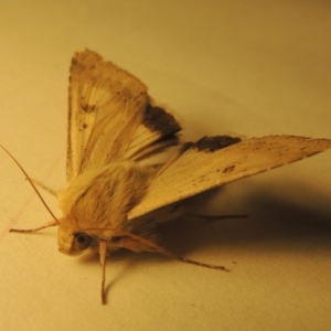 Helicoverpa punctigera at Conder, ACT - 11 Sep 2023