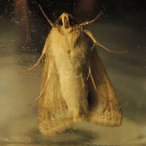 Helicoverpa punctigera at Conder, ACT - 11 Sep 2023