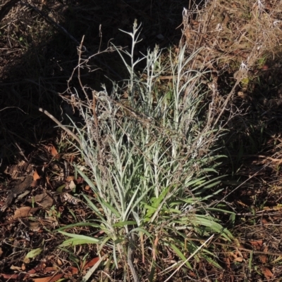 Senecio quadridentatus (Cotton Fireweed) at Tuggeranong Hill - 17 Sep 2023 by michaelb