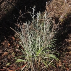 Senecio quadridentatus (Cotton Fireweed) at Conder, ACT - 17 Sep 2023 by michaelb