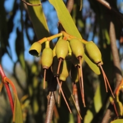 Amyema miquelii (Box Mistletoe) at Conder, ACT - 17 Sep 2023 by michaelb