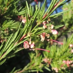 Grevillea rosmarinifolia subsp. rosmarinifolia (Rosemary Grevillea) at Conder, ACT - 17 Sep 2023 by michaelb