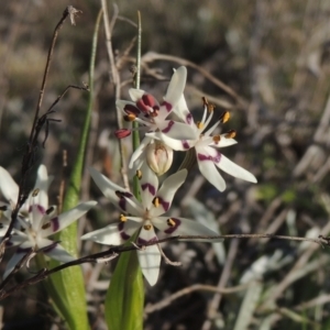 Wurmbea dioica subsp. dioica at Conder, ACT - 17 Sep 2023 05:18 PM