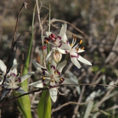 Wurmbea dioica subsp. dioica (Early Nancy) at Conder, ACT - 17 Sep 2023 by MichaelBedingfield