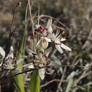 Wurmbea dioica subsp. dioica at Conder, ACT - 17 Sep 2023