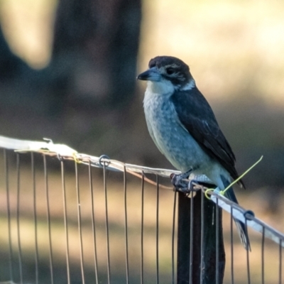Cracticus torquatus (Grey Butcherbird) at Penrose - 17 Sep 2023 by Aussiegall