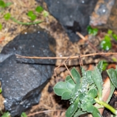 Acrophylla titan (Titan Stick Insect) at Penrose - 13 Sep 2023 by Aussiegall