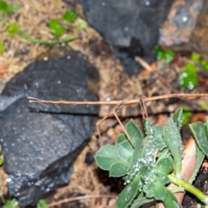 Acrophylla titan at Penrose, NSW - suppressed