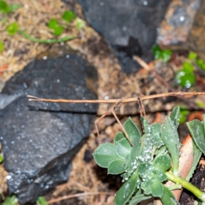 Acrophylla titan (Titan Stick Insect) at Penrose - 13 Sep 2023 by Aussiegall