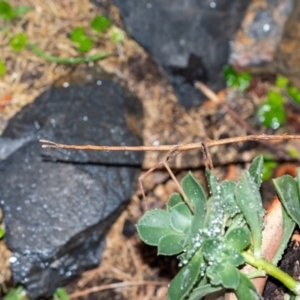 Acrophylla titan at Penrose, NSW - 13 Sep 2023
