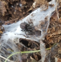 Paraembolides sp. (genus) (A Slender Funnel-web spider) at Tinderry, NSW - 18 Sep 2023 by danswell