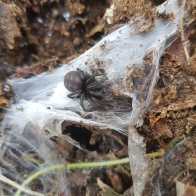 Paraembolides sp. (genus) (A funnel-web spider) at Mt Holland - 18 Sep 2023 by danswell