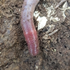 Oligochaeta (class) (Unidentified earthworm) at Tinderry, NSW - 18 Sep 2023 by danswell
