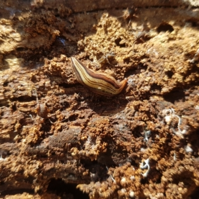 Lenkunya munda (A flatworm) at Mt Holland - 18 Sep 2023 by danswell
