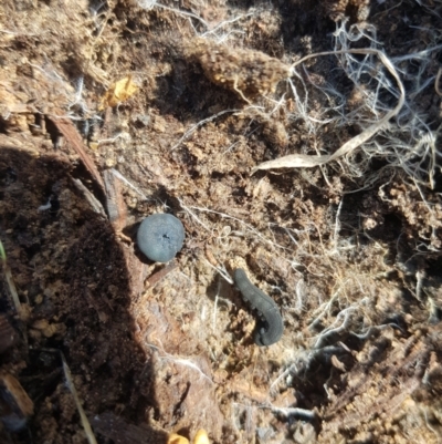 Euperipatoides rowelli (Tallanganda Velvet Worm) at Tinderry, NSW - 18 Sep 2023 by danswell