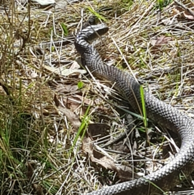 Notechis scutatus (Tiger Snake) at Mt Holland - 18 Sep 2023 by danswell