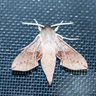 Hippotion scrofa (Coprosma Hawk Moth) at Wingecarribee Local Government Area - 13 Sep 2023 by Aussiegall